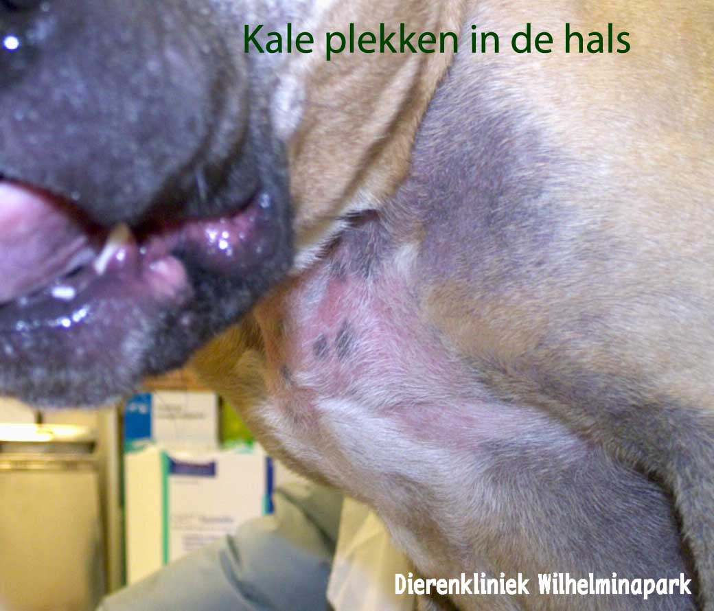 Een hond met schurft, foto dierenkliniek wilhelminapark utrecht